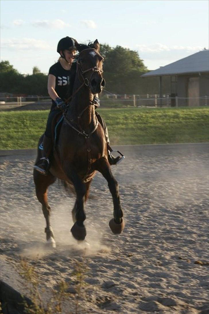 Hollandsk Varmblod Wings - Viilde dyr ;* <3 billede 13