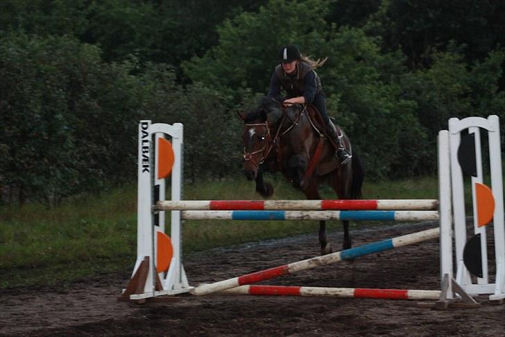 Hollandsk Varmblod Wings billede 14