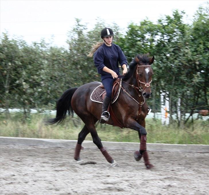 Hollandsk Varmblod Wings billede 15