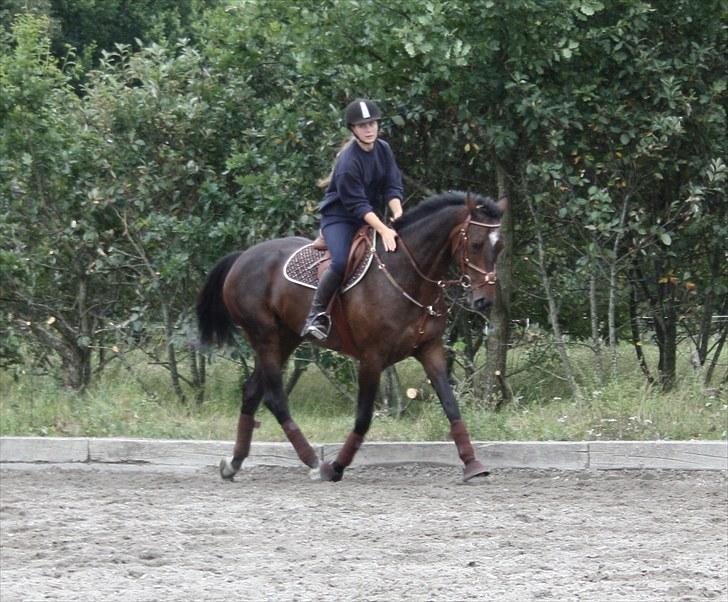 Hollandsk Varmblod Wings billede 16