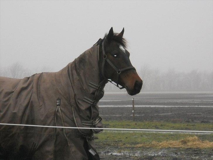 Hollandsk Varmblod Wings - Wings på fold på TS<3 billede 17