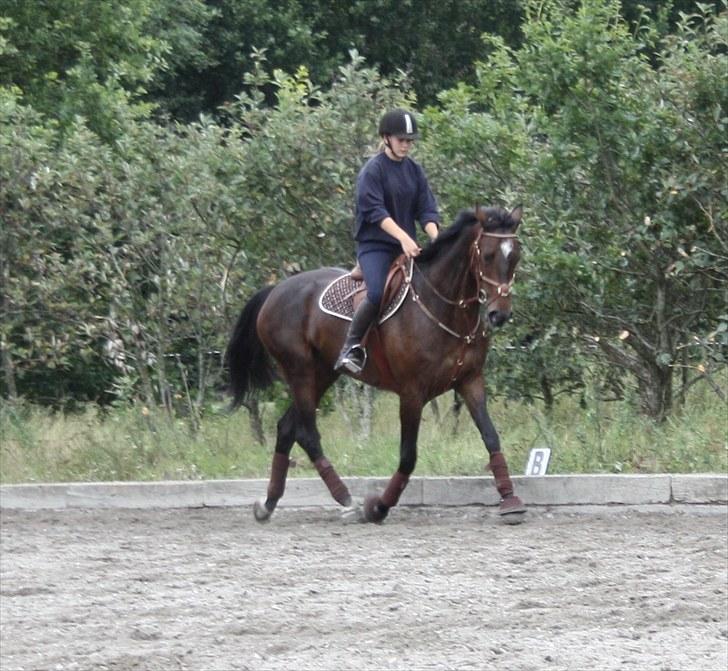 Hollandsk Varmblod Wings billede 18