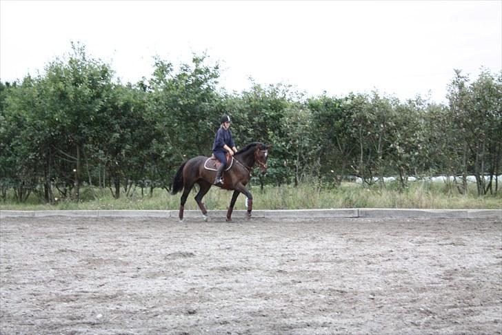 Hollandsk Varmblod Wings billede 19