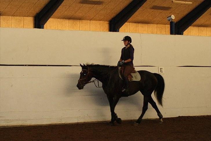 Hollandsk Varmblod Wings billede 20