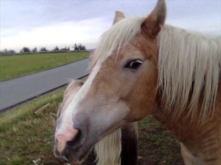 Haflinger Quirl billede 1