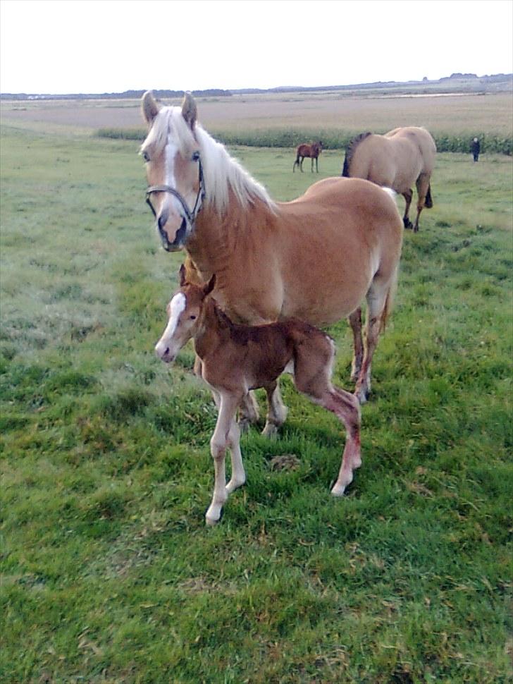 Haflinger Quirl billede 2