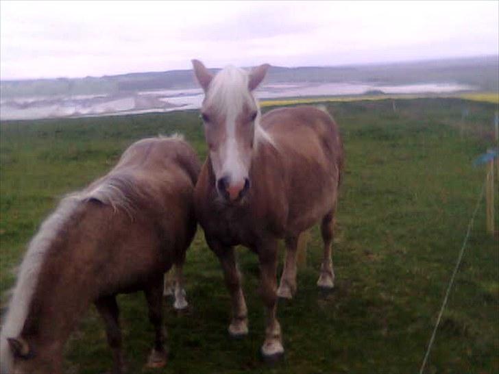 Haflinger Quirl billede 3