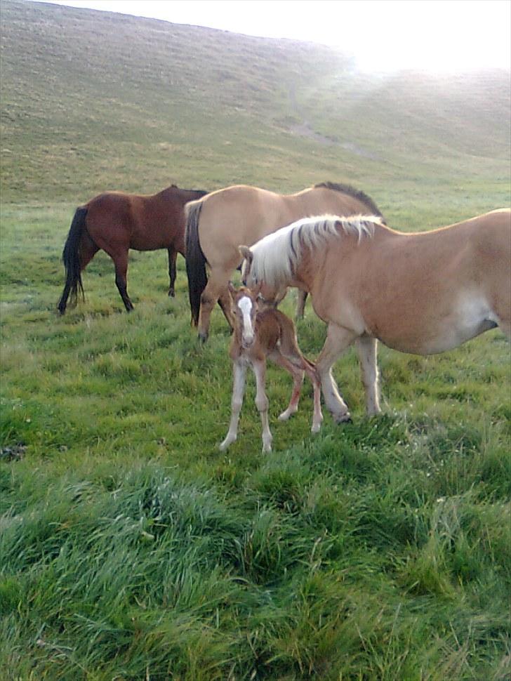 Haflinger Quirl billede 4