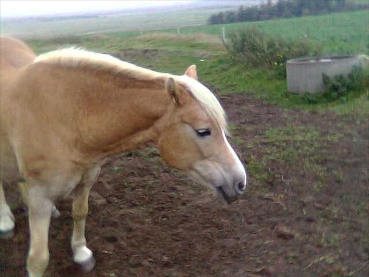 Haflinger Quirl billede 5