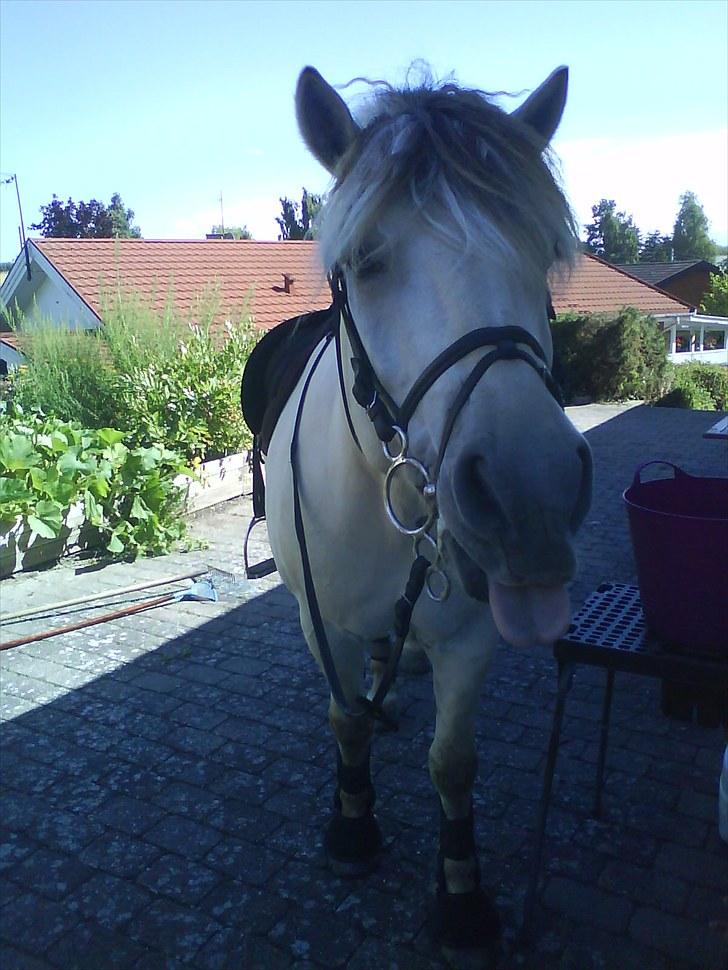 Fjordhest Tulstruplunds Benjamin - ikke min           billede 17