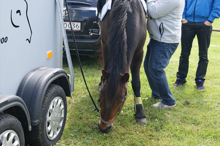 Anden særlig race Felix - B-pony - Far spænder gjord mens jeg bliver klar :D billede 4