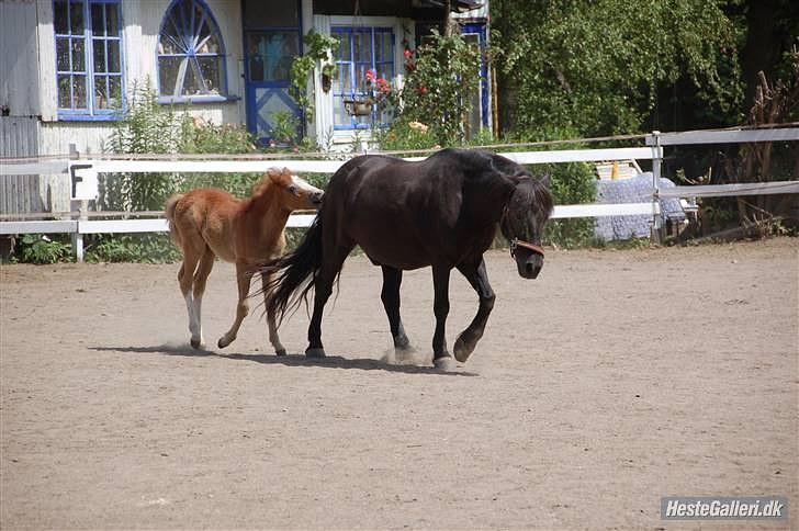 Anden særlig race preben "tidl. passer" - min lille skat... i hans første år <3  billede 7