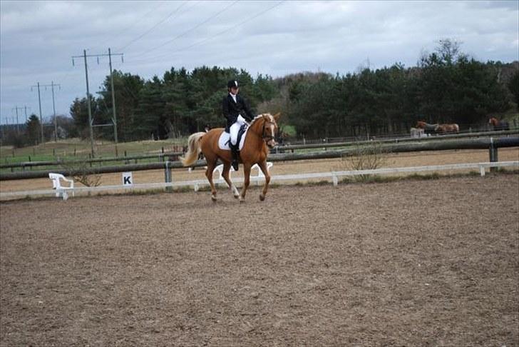 Anden særlig race Mitzi - Solgt - Stævne i kongsvad d. 17/4-10 ;) tror det er vores LB 1 billede 1