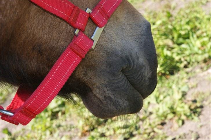 Anden særlig race Felix - B-pony - Billede af hans kønne mule! <3 billede 5