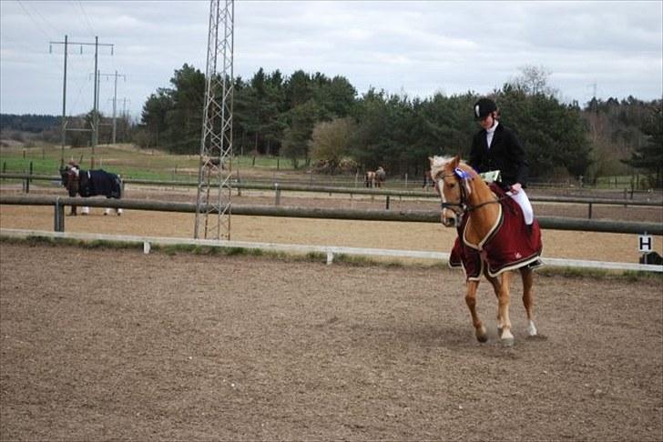 Anden særlig race Mitzi - Solgt - Æresrunde! lidt svært med præmie i hånden :/ <3 billede 2