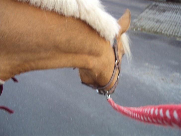 Anden særlig race Mitzi - Solgt - Til ponymålning! Dejlige nysgerrige Mitzi <3 <3  billede 4