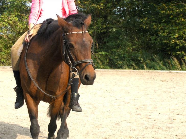 New Forest Zoya *Part* - Smukkeste, dejligste og mest vidunderlige pony basse. <3 billede 1