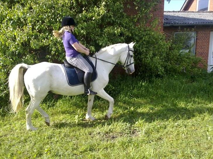 Anden særlig race † Sirbastian *soulmate* R.I.P † - Den allerførste gang jeg red Sir <3 billede 6