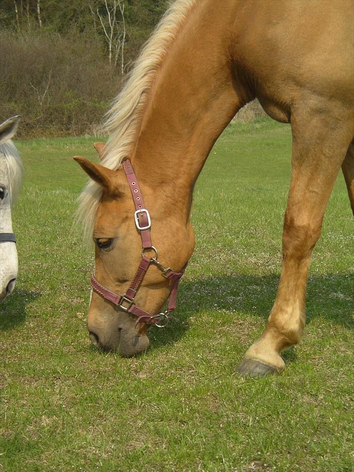 Anden særlig race Mitzi - Solgt - Dengang hun stod på rideskolen :P billede 5