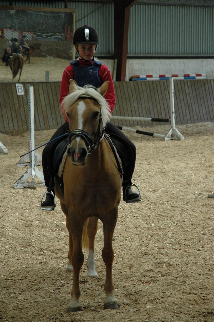 Anden særlig race Mitzi - Solgt - Dengang jeg lige havde fået hende ;) spring undervisning!<3 billede 6