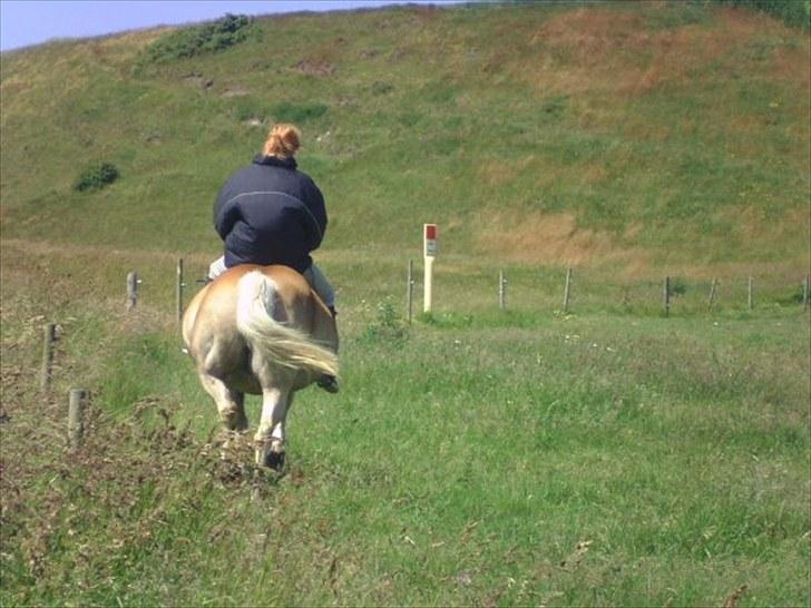 Haflinger Quirl billede 6