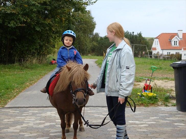 Shetlænder Anja <´3 - min lillebror ude og ride på tøsen :-D <3 foto: Morten billede 13