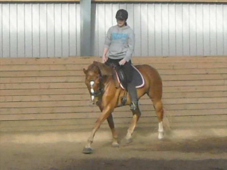 Knabstrupper Max Bounty *solgt* - undervisning aug. 2010 billede 18