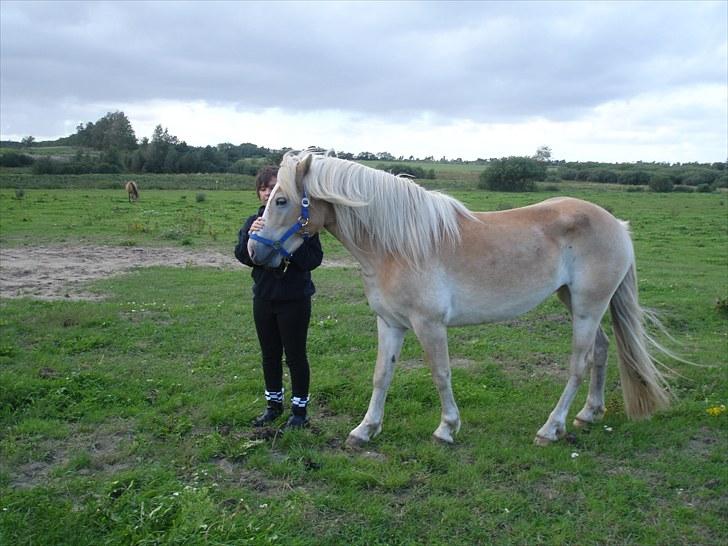 Haflinger Morgan - 25. august, 2010 billede 14