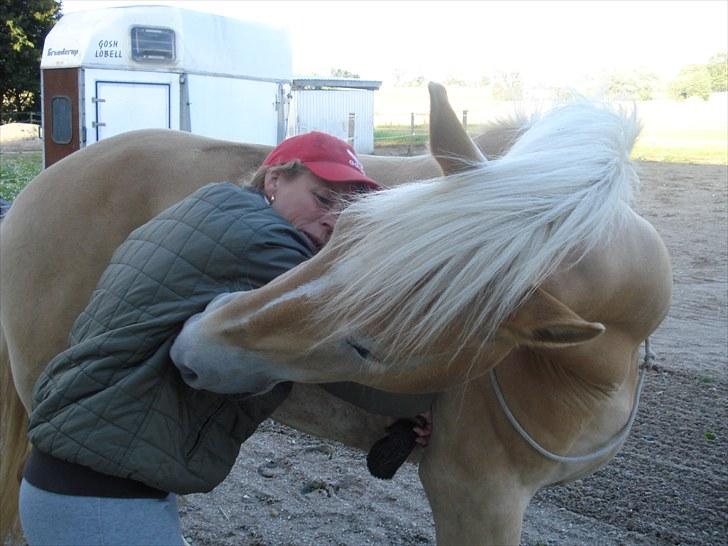 Haflinger Hedevang's Nina **solgt** - Åhhh hvor er du bare skøn smukke Nina billede 1