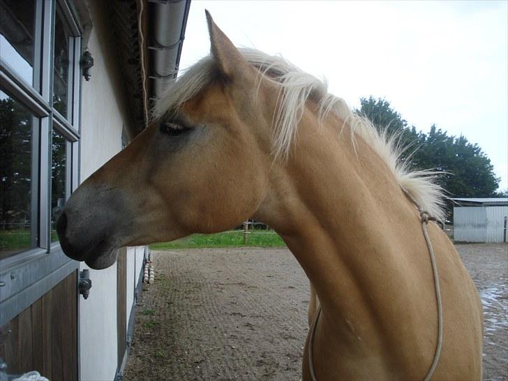 Haflinger Hedevang's Nina **solgt** - Ja - der står en smuk haflinger   :o) billede 2