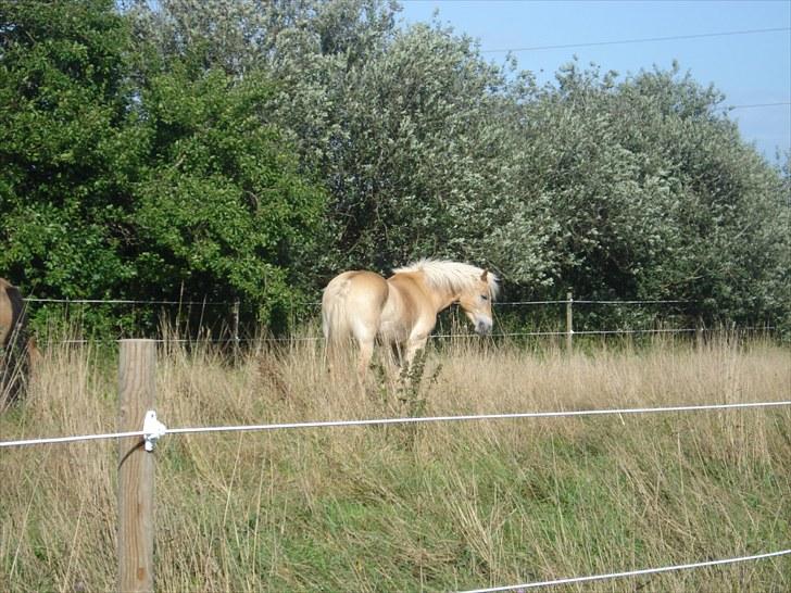 Haflinger Hedevang's Nina **solgt** - Ren sensommerhygge 2010 billede 3