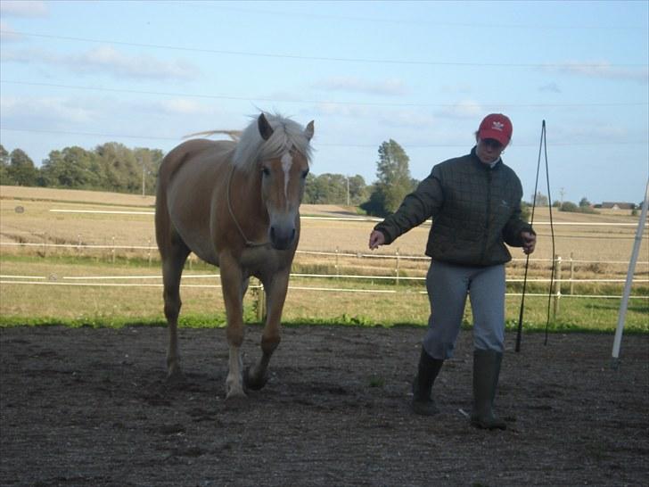 Haflinger Hedevang's Nina **solgt** - HMS er bare livet  billede 4