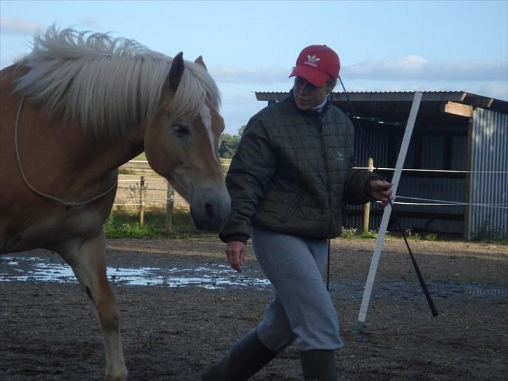 Haflinger Hedevang's Nina **solgt** - Er det ikke bare smukt at se på billede 5