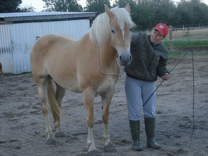 Haflinger Hedevang's Nina **solgt** - Muff lækkert lækkert billede 6