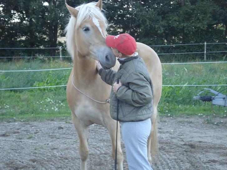 Haflinger Hedevang's Nina **solgt** - Kys kys billede 7