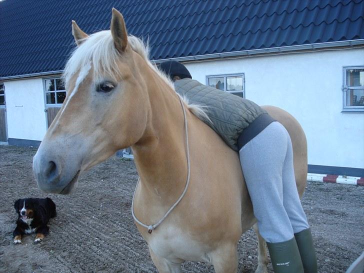 Haflinger Hedevang's Nina **solgt** - Smukke Nina og Malou - men sikken bagdel... tihi... billede 8