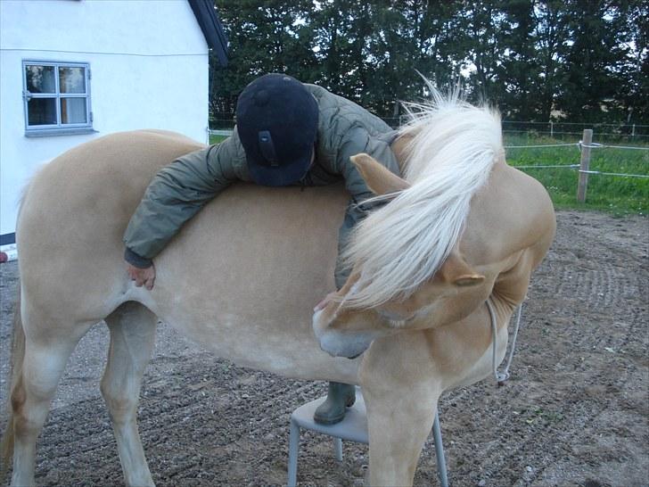 Haflinger Hedevang's Nina **solgt** - Ser ud som om jeg er ved at "brydes" med Nina - hmmmm billede 9