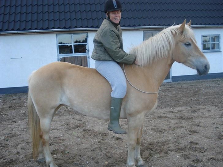 Haflinger Hedevang's Nina **solgt** - Tja - hvad skal jeg sige.. Billeder lyver aldrig, men ærligt talt... billede 10
