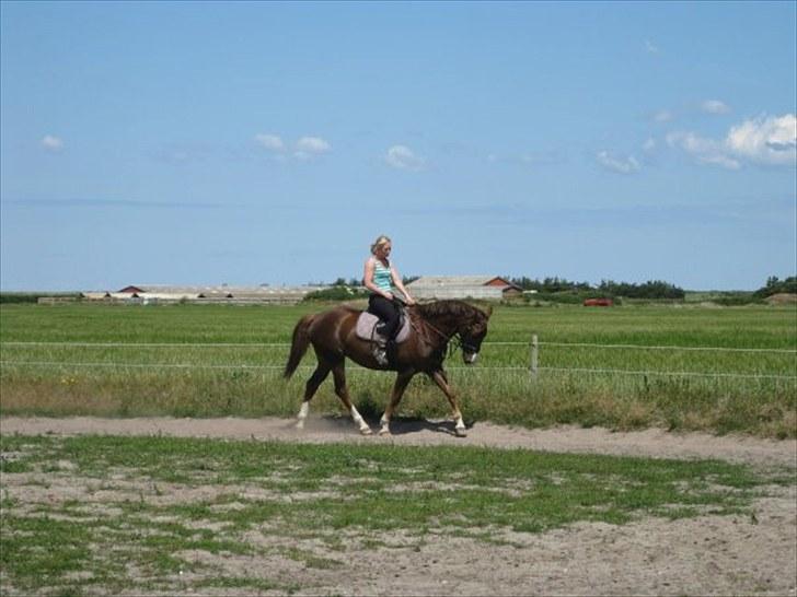 Anden særlig race Mylady billede 11