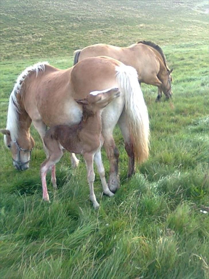 Haflinger Quirl billede 7