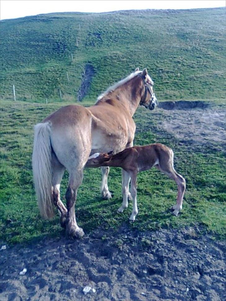 Haflinger Quirl billede 8