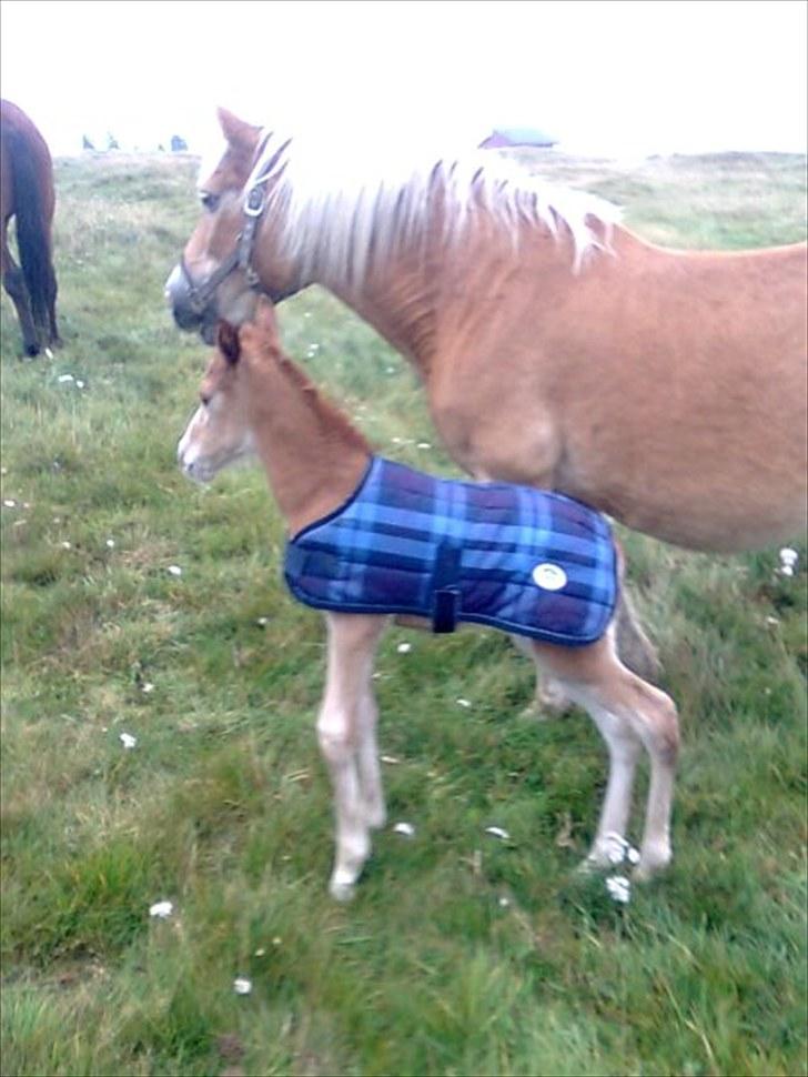 Haflinger Quirl billede 9