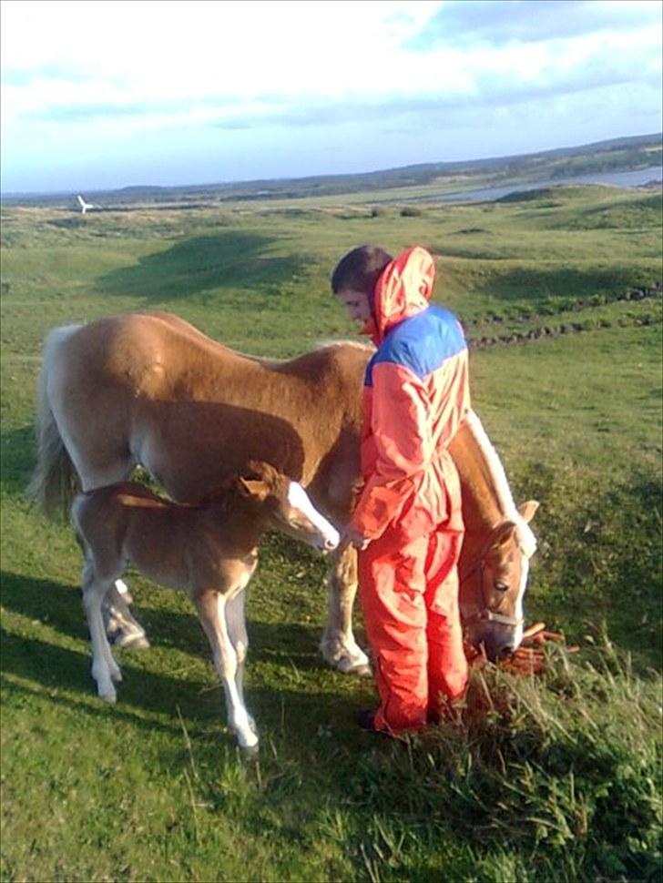 Haflinger Quirl billede 10