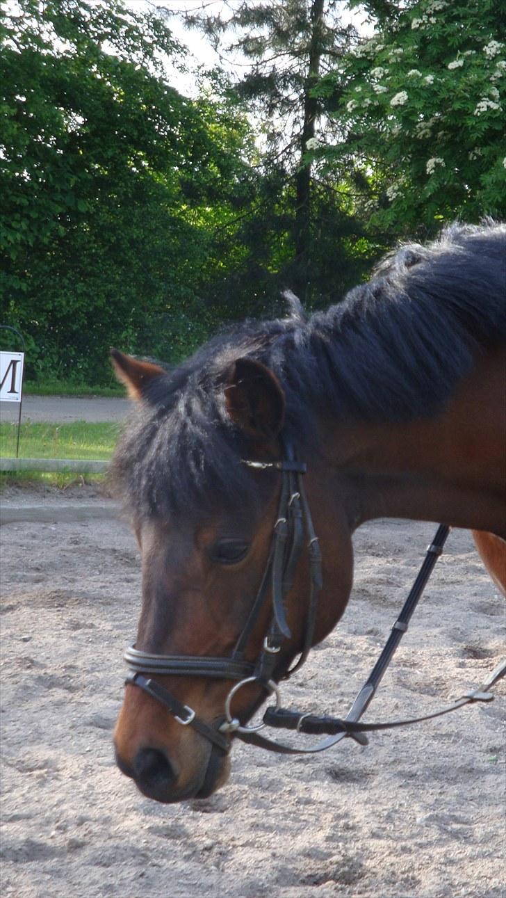 New Forest Zoya *Part* billede 3