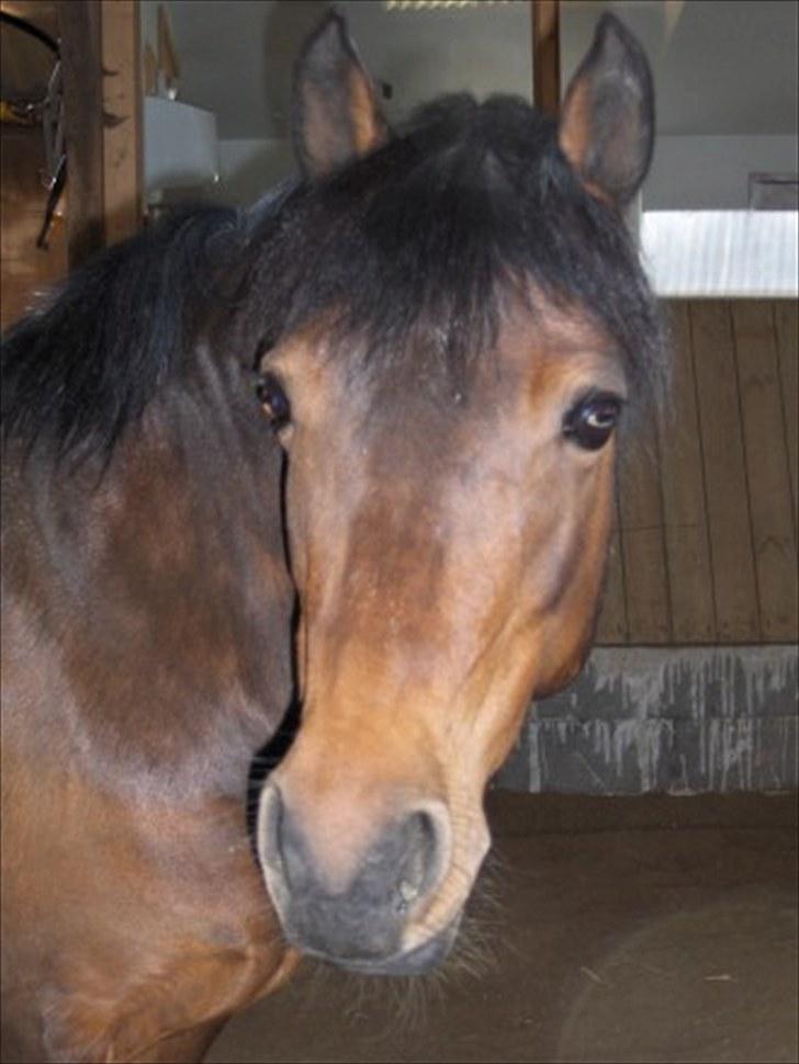 New Forest Zoya *Part* billede 4