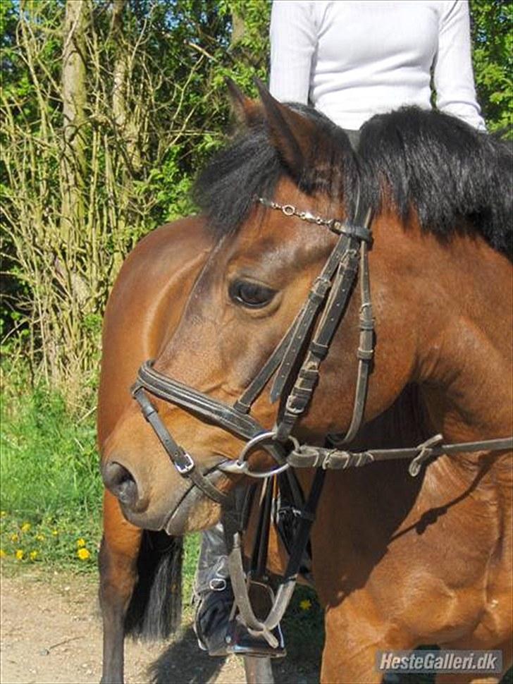 New Forest Zoya *Part* - Min smukke Zoya! <3 *NB! Jeg har fået lov til at tage billede af ejer! billede 5