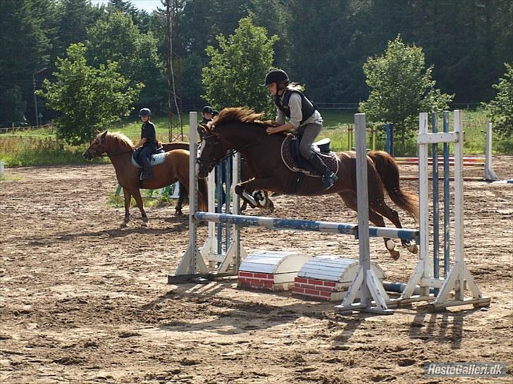 New Forest Sherry - Emilie og Sherry spring træning billede 15
