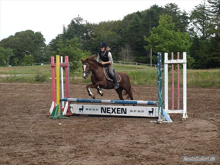 New Forest Sherry - Emilie og hendes nye ejer billede 16