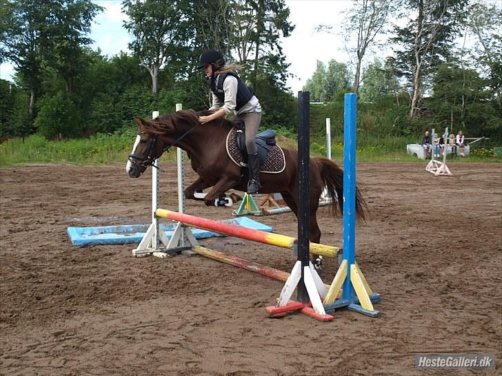 New Forest Sherry billede 17