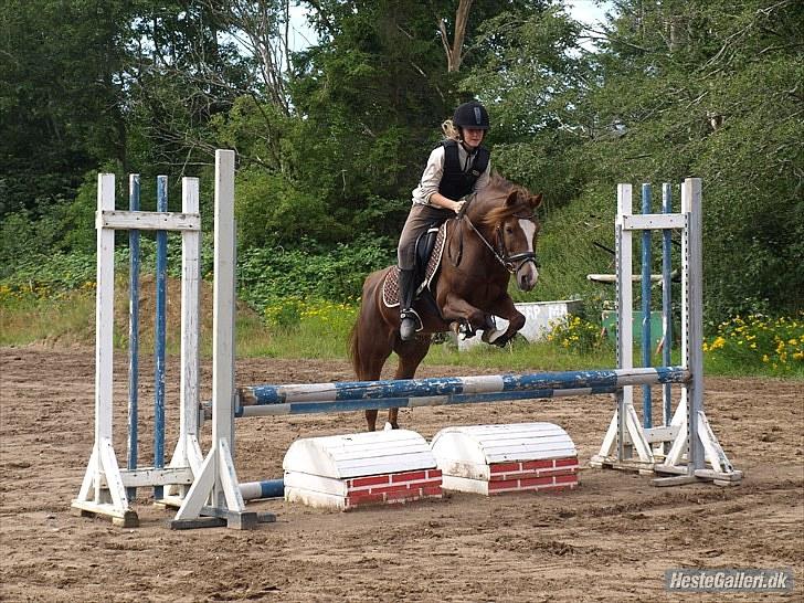 New Forest Sherry billede 18